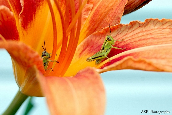 grasshoppers closer up-1