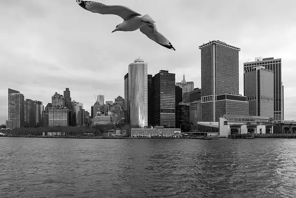 'Bird Over NYC' by Tom Watson
