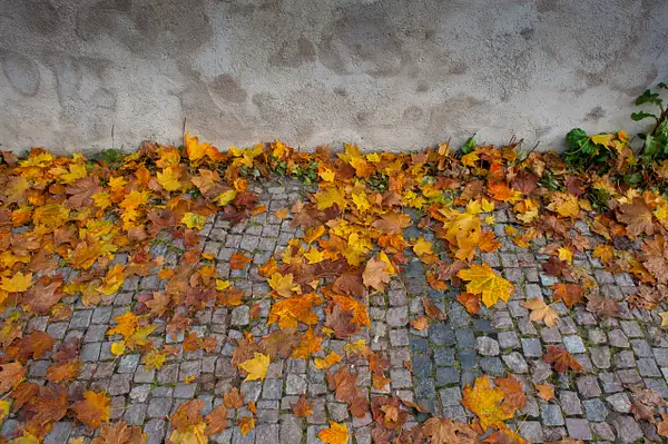 Leaves by Tom Watson