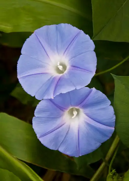 Blue Dawn Flower, Delicate Native of Hawaii by Tom Debley