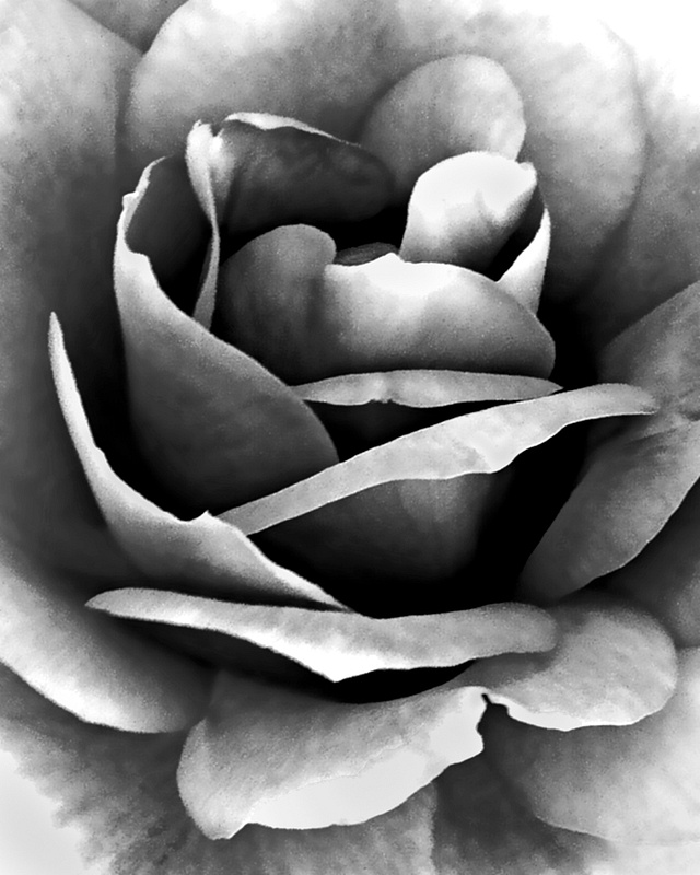 Rose Detail in Monochrome