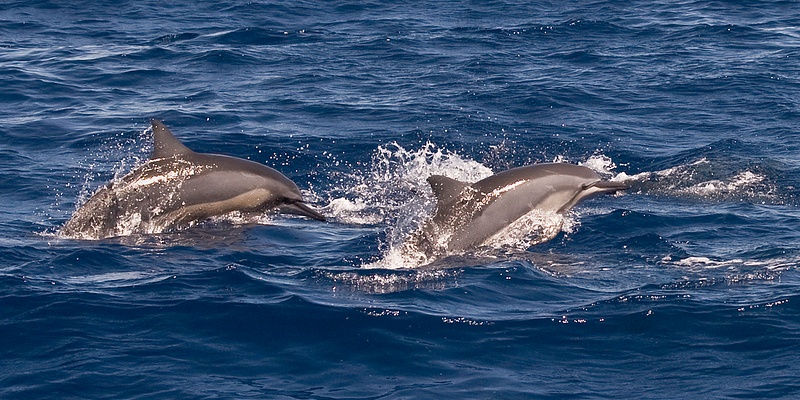Spinner Dolphins Breaching Off the Coast of Maui, Hawaii