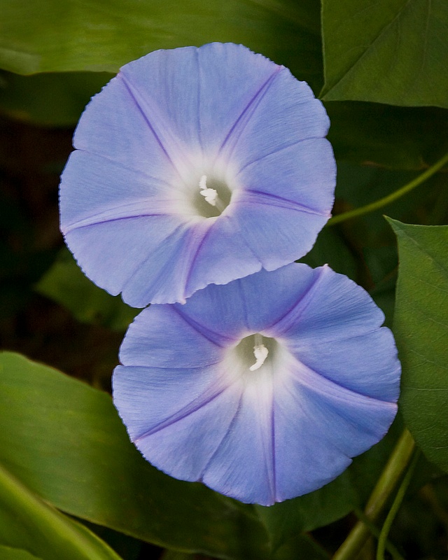 Blue Dawn Flowers of a Tender Morning Glory Native to Hawaii