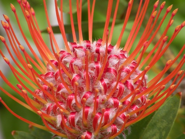 Peppermint Protea - Sue Salisbury Maui Hawaii