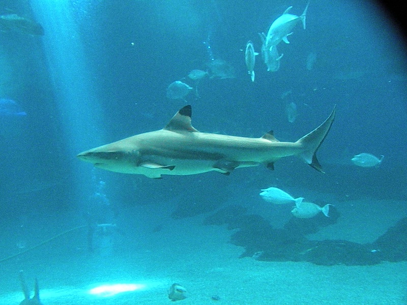 Shark, Gray Reef, Mano James Brennan Molokai Hawaii