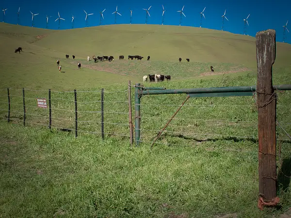 Cows & Windmills by Earle Ipsen