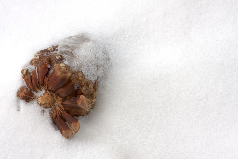 PineCone in Snow