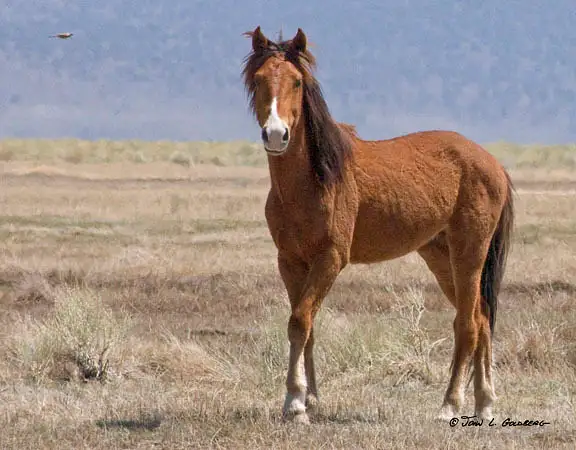 080426024_Mustang_Stallion_and_Meadowlark by John...