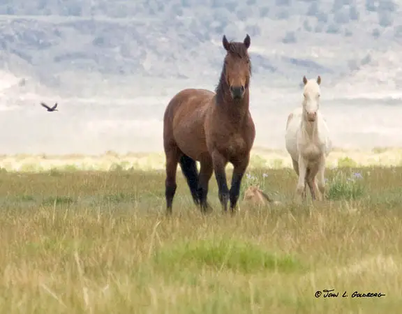 090613071_Wild_Horses_of_Adobe_Valley by John Goldberg