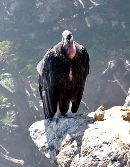 California Condors by John Goldberg