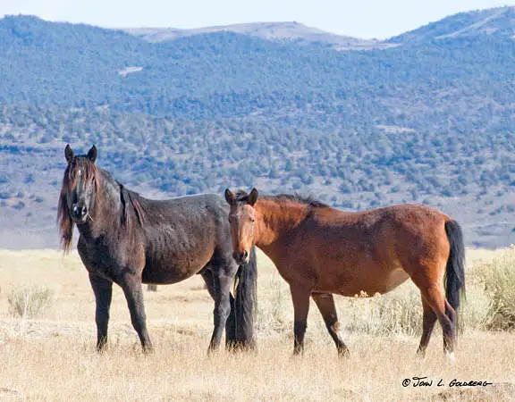 091124085_Adobe_Valley_Mustang_Stallion_and_Mare by John...