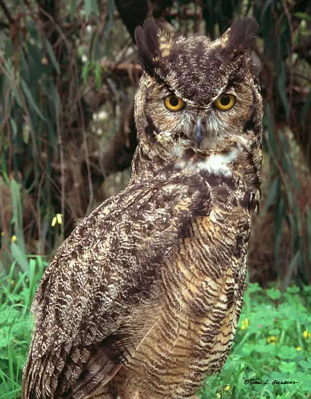 450-09_Owl by John Goldberg