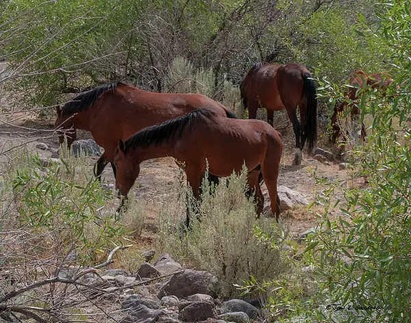 140715001 Mustangs at Long Valley Creek by John Goldberg