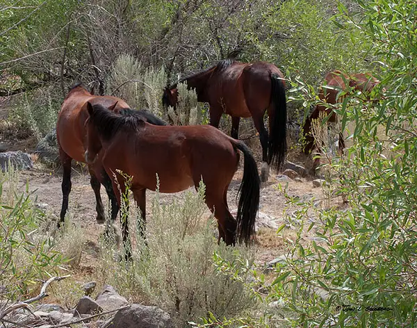 140715002 Mustangs at Long Valley Creek by John Goldberg