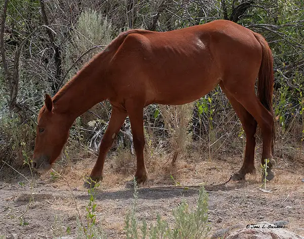 140715006 Mustangs at Long Valley Creek by John Goldberg