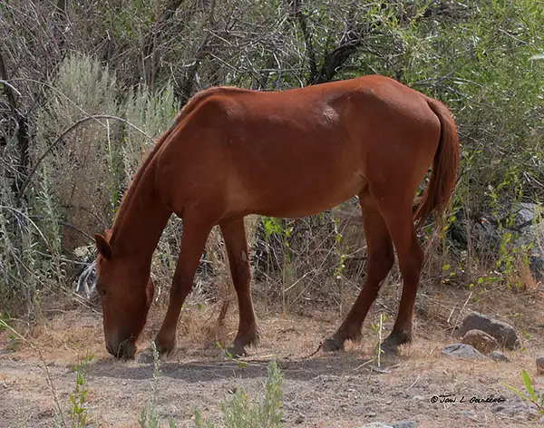 140715005 Mustangs at Long Valley Creek by John Goldberg