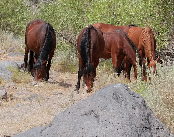 140715007 Mustangs at Long Valley Creek by John Goldberg