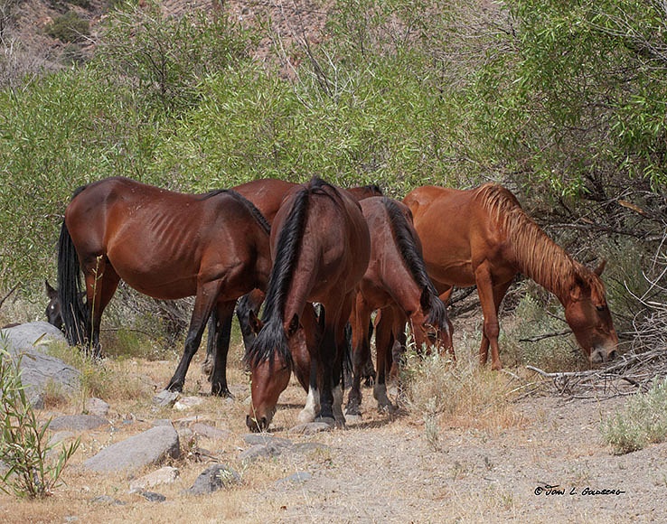 140715009 Mustangs at Long Valley Creek