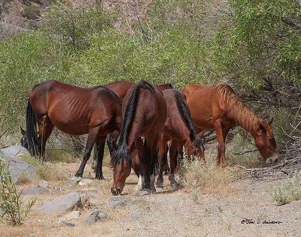 140715009 Mustangs at Long Valley Creek by John Goldberg