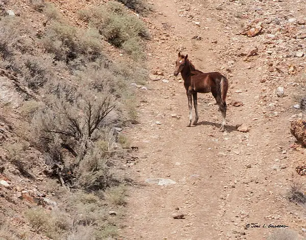 140715019 Mustangs at Long Valley Creek by John Goldberg