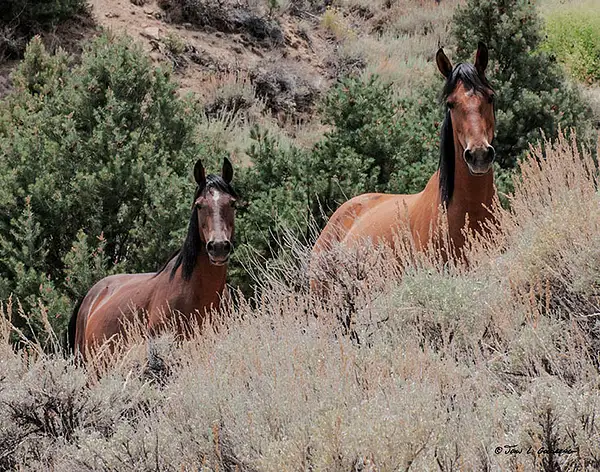140716001 Mustangs at 7 Mile Canyon by John Goldberg