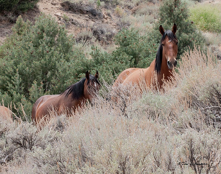 140716004 Mustangs at 7 Mile Canyon