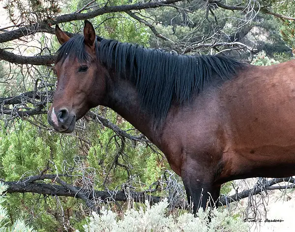 140716010 Mustangs at 7 Mile Canyon by John Goldberg