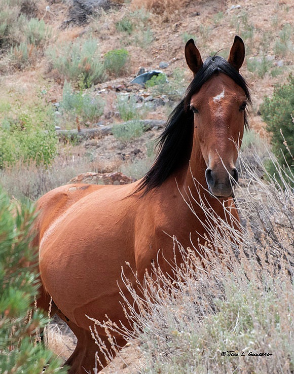 140716011 Mustangs at 7 Mile Canyon