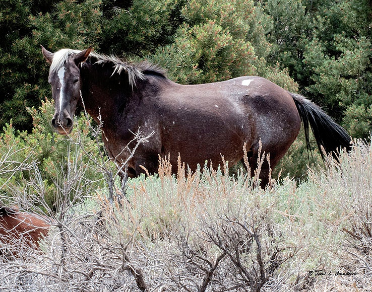 140716016 Mustangs at 7 Mile Canyon