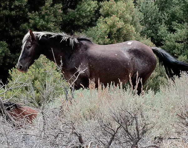 140716017 Mustangs at 7 Mile Canyon by John Goldberg