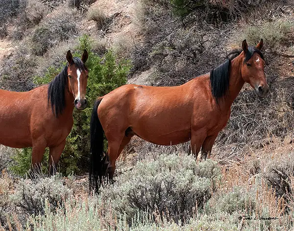 140716019 Mustangs at 7 Mile Canyon by John Goldberg