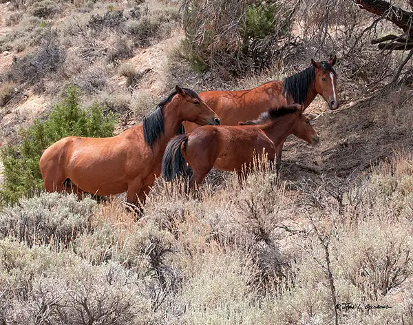 140716024 Mustangs at 7 Mile Canyon by John Goldberg