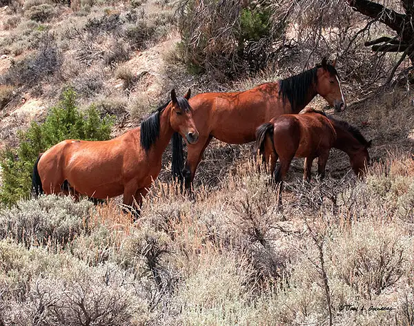 140716025 Mustangs at 7 Mile Canyon by John Goldberg