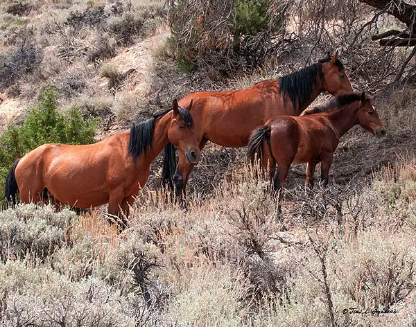 140716026 Mustangs at 7 Mile Canyon by John Goldberg