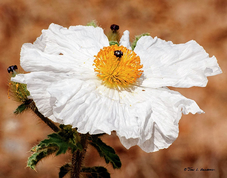 140716029 Prickly Poppy at 7 Mile Canyon