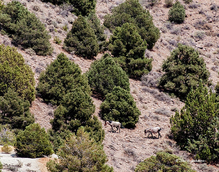 140716030 Mustangs at 7 Mile Canyon
