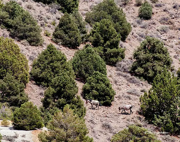 140716030 Mustangs at 7 Mile Canyon by John Goldberg