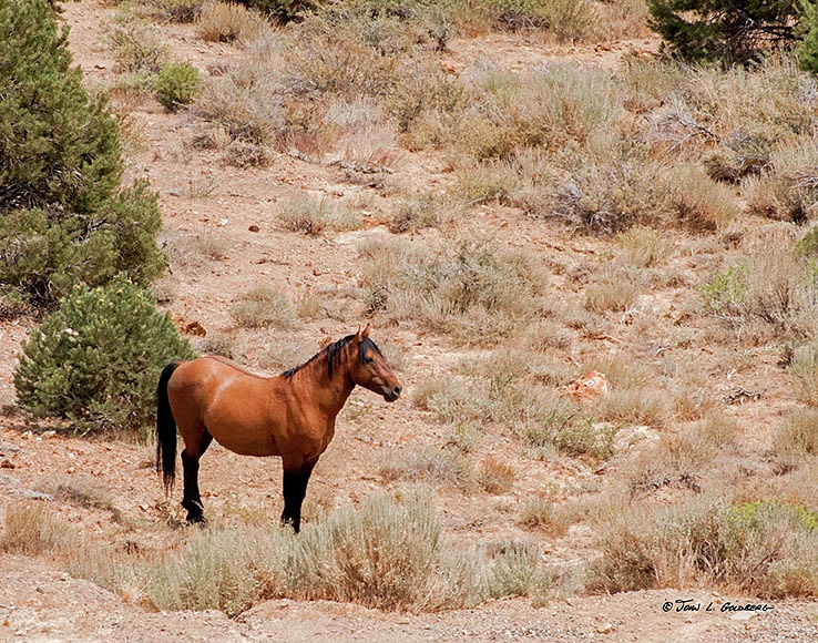 140716031 Mustangs at 7 Mile Canyon