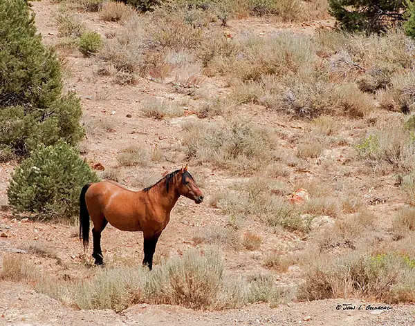 140716031 Mustangs at 7 Mile Canyon by John Goldberg