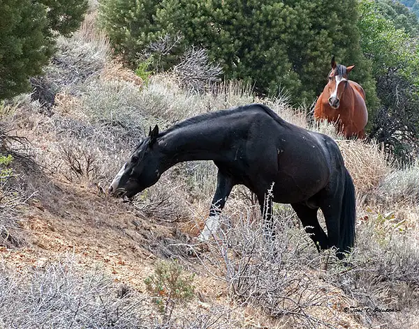 140716036 Mustangs at 7 Mile Canyon by John Goldberg