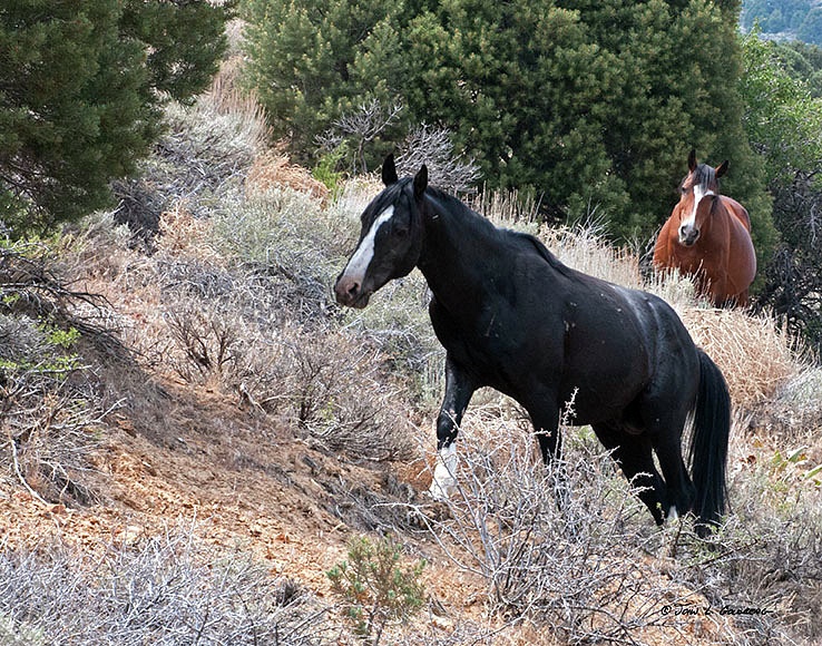 140716037 Mustangs at 7 Mile Canyon