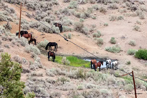 140716038 Mustangs at 7 Mile Canyon by John Goldberg