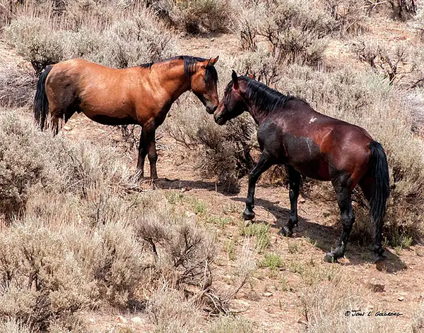 140716041 Mustangs at 7 Mile Canyon by John Goldberg