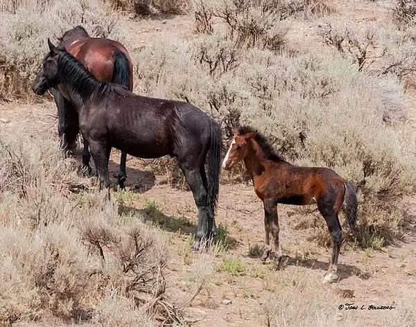 140716044 Mustangs at 7 Mile Canyon by John Goldberg