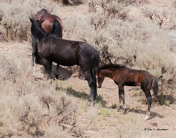 140716045 Mustangs at 7 Mile Canyon by John Goldberg