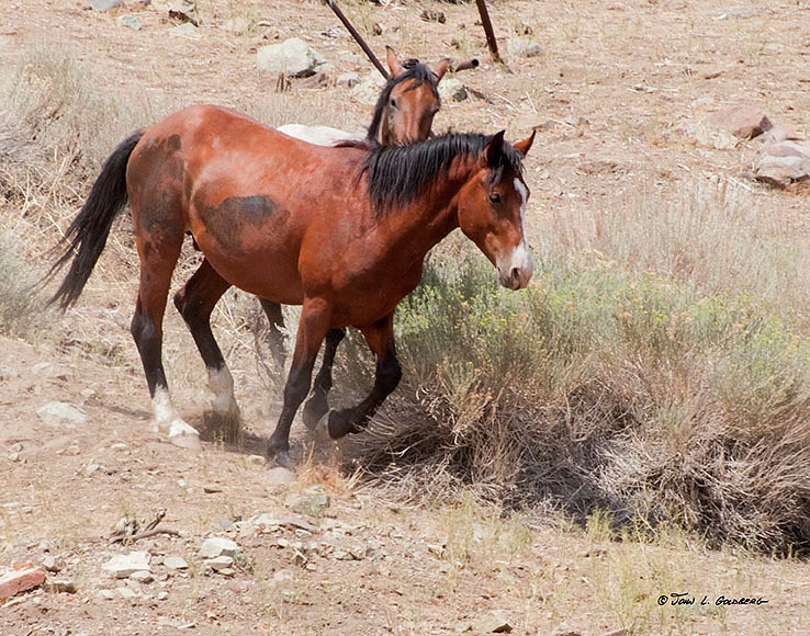 140716046 Mustangs at 7 Mile Canyon