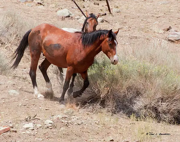 140716046 Mustangs at 7 Mile Canyon by John Goldberg