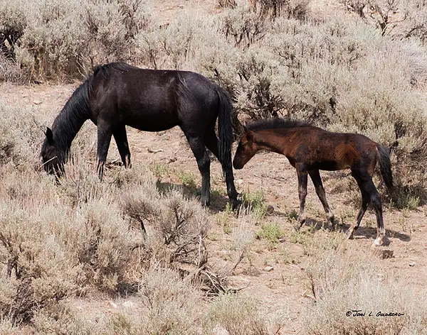 140716049 Mustangs at 7 Mile Canyon by John Goldberg