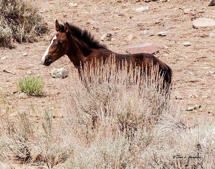 140716053 Mustangs at 7 Mile Canyon