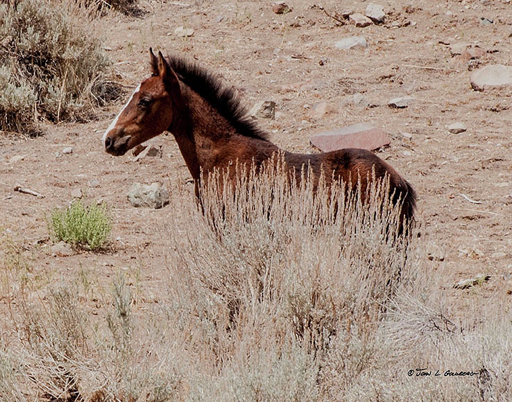 140716054 Mustangs at 7 Mile Canyon